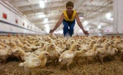 В Бразилии сомневаются, что птичий грипп проникнет в страну в сентябре