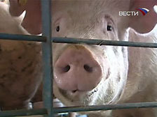 В Германии обнаружены отравленные диоксином свиньи
