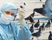 В Архангельской области голуби инфицированы вирусом