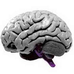 Главной причиной гипертонии является нарушение деятельности мозга