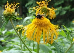 Пыльца растений - лучшее средство для профилактики весенней усталости