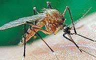 Великобритания подверглась нашествию комаров