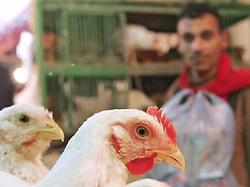 В Йемене зафиксированы случаи птичьего гриппа