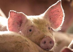 В Волгоградской области найден очаг чумы свиней