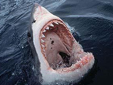В зубах акул нашли основной компонент зубной пасты