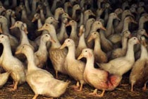 Во Франции началась массовая вакцинация домашней птицы