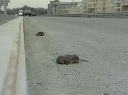 Численность крыс в Москве превысила норму в два раза