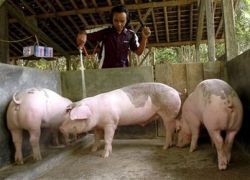 В Канаде фермер заразил своих свиней новым гриппом