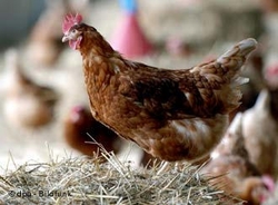 В Азербайджане обнаружены новые очаги птичьего гриппа