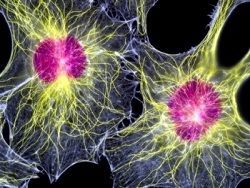 Ученые добыли первые чистые стволовые клетки