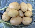 Ученые вывели диетическую картошку