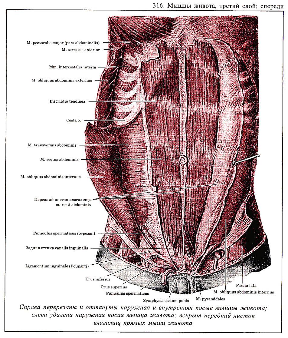 Живот стенки полости живота. Мышцы переднебоковой стенки. Мышцы переднебоковой брюшной стенки. Переднебоковая стенка живота мышцы. Мышцы передней брюшной стенки живота анатомия.