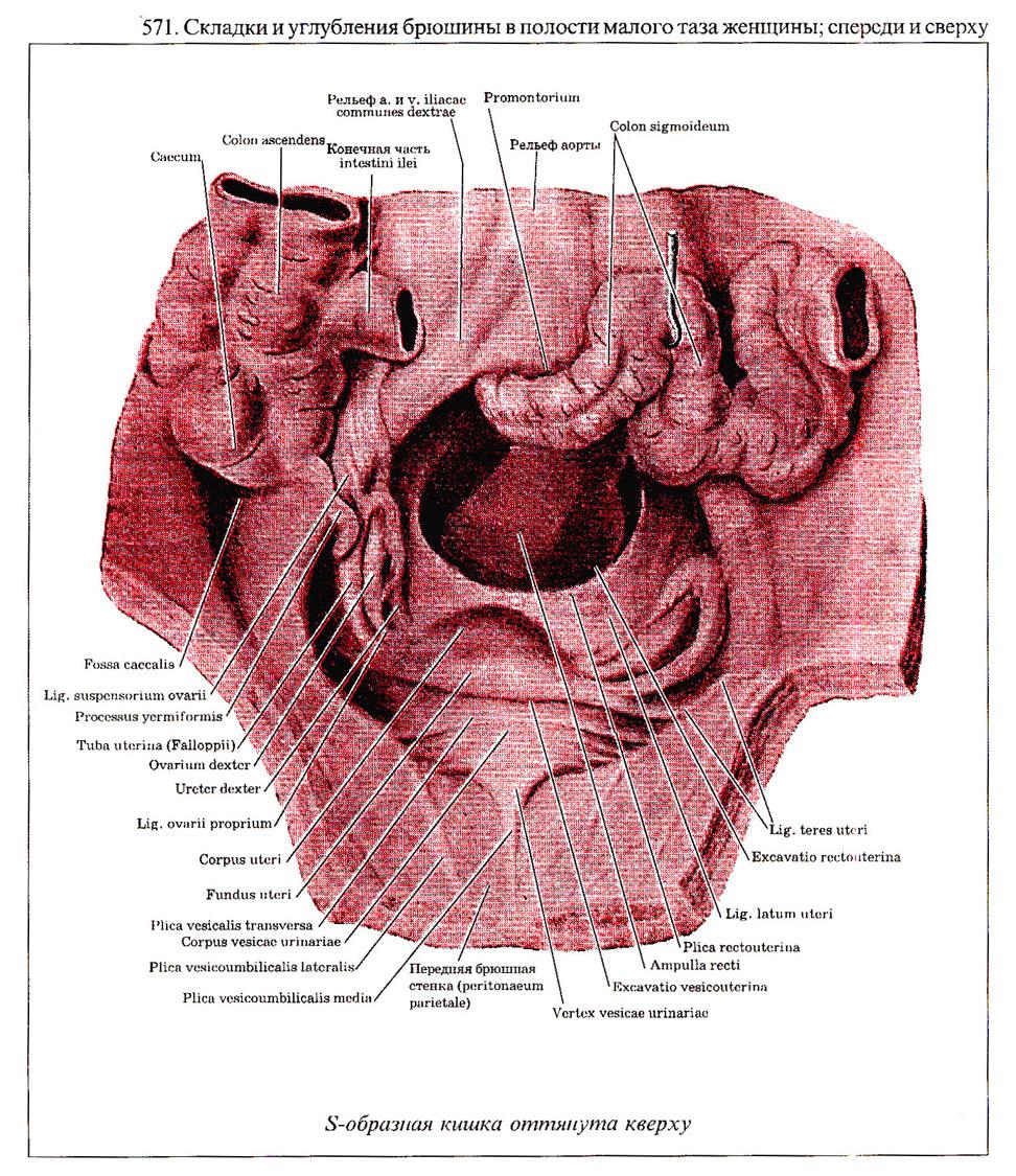 Строение женских органов малого таза спереди