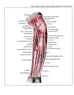 Нервы плеча и предплечья анатомия схема