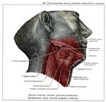 Подчелюстная железа. Подчелюстная железа строение. Подчелюстная железа топография. Строение нижней челюсти и шеи. Что находится снизу челюсти.