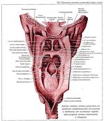 Глотка мышцы глотки. Задняя стенка глотки анатомия. Полость глотки вид сзади.