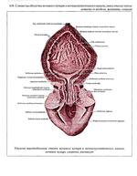 Где находится мочевой канал у женщины фото